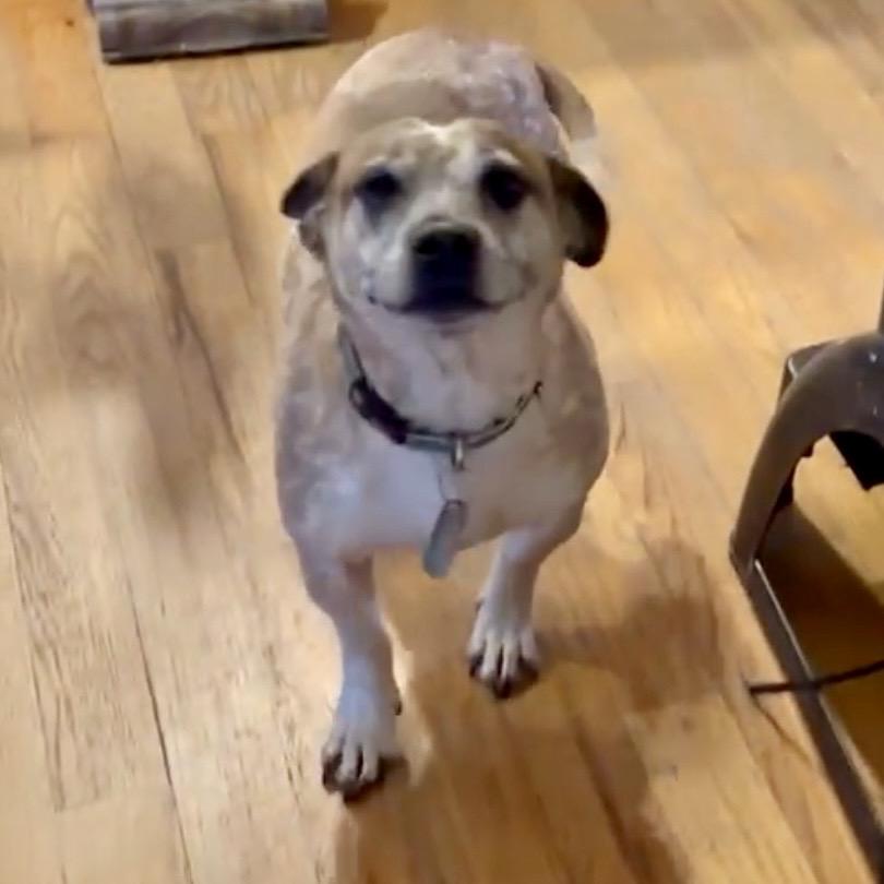 Joker, Adoptable, Adult Male Hound.