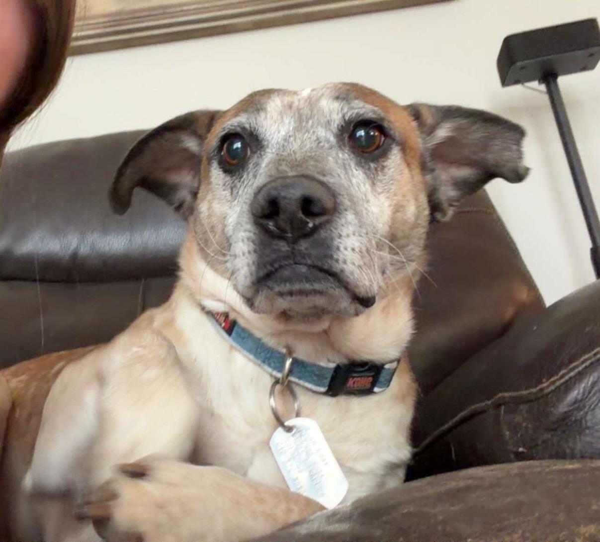 Enlarge Joker, an adoption pending mixed breed in Ellicott City, MD image 3/6