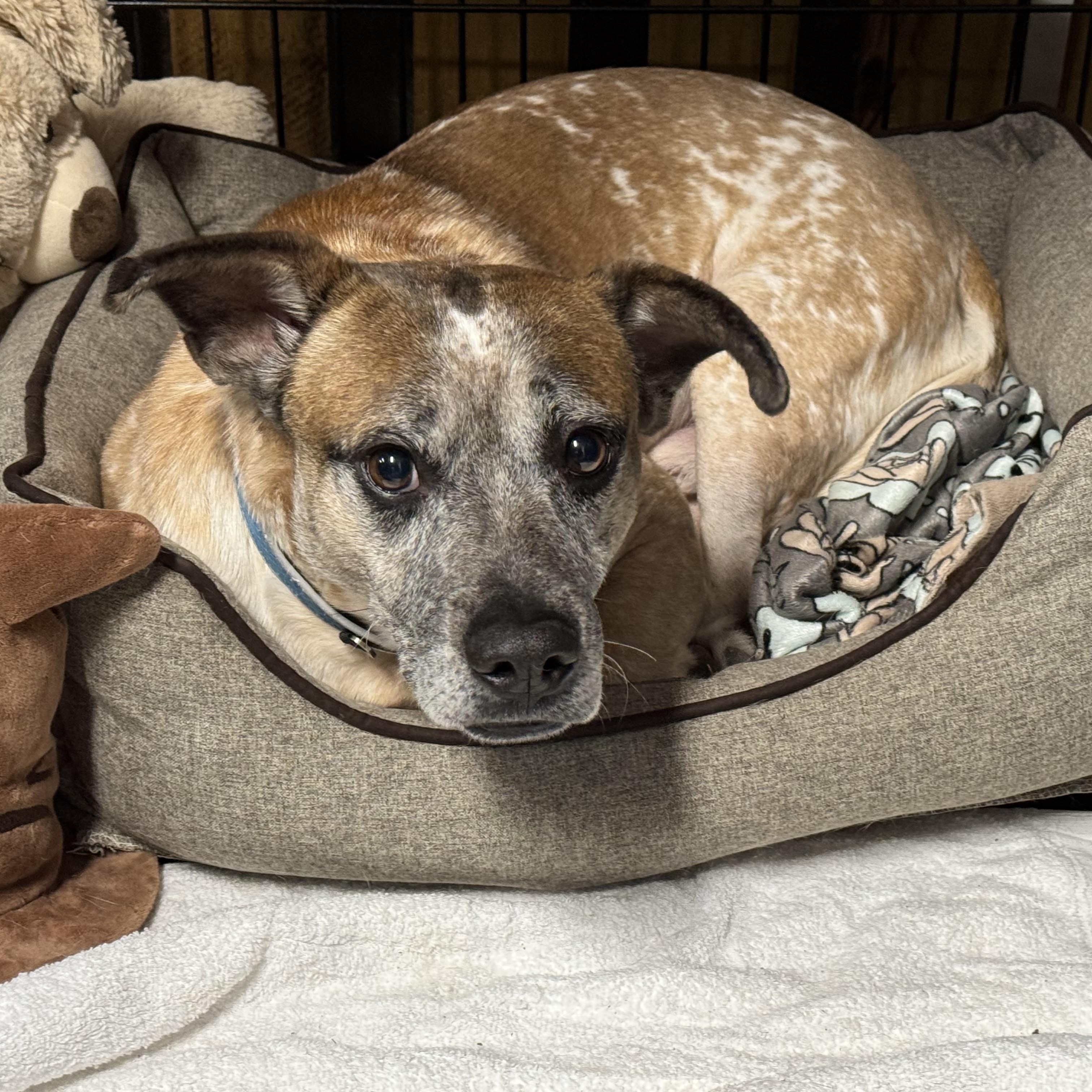 Joker, a Adoptable mixed breed in Ellicott City, MD image 5/5