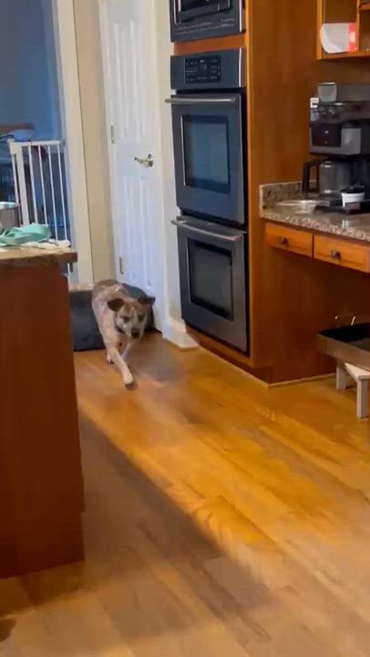 Enlarge Joker, an adoption pending mixed breed in Ellicott City, MD video 6/6