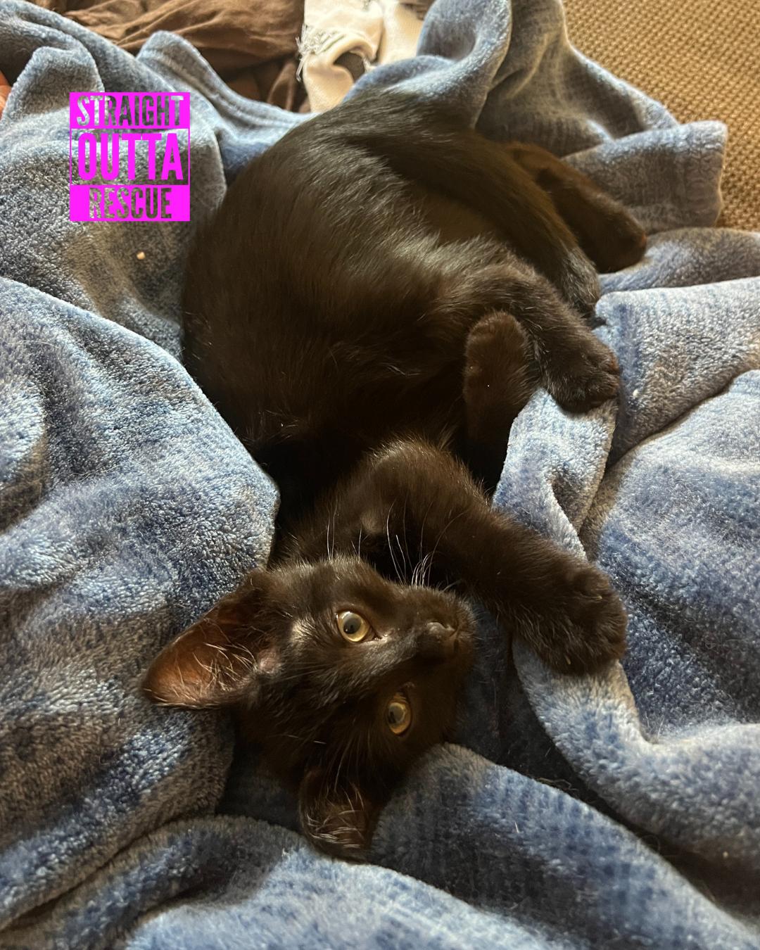 Enlarge Licorice - New Photos and Video*, an adopted Domestic Short Hair in Vancouver, BC image 6/6