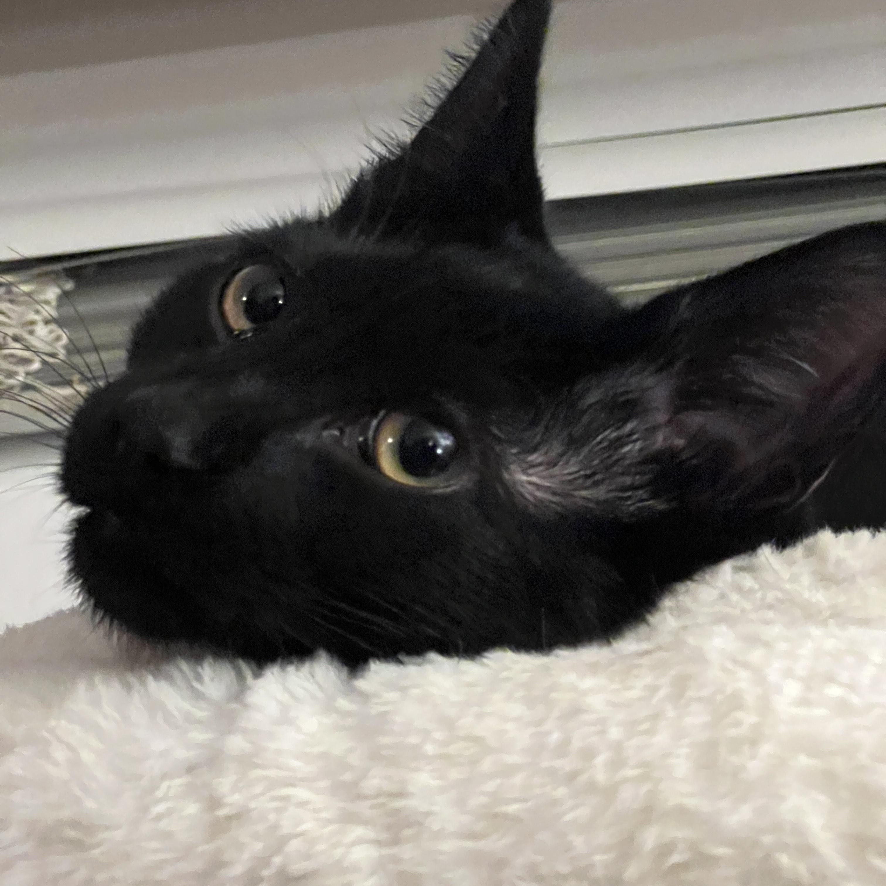 Licorice, Adoptable, Young Male Domestic Short Hair.