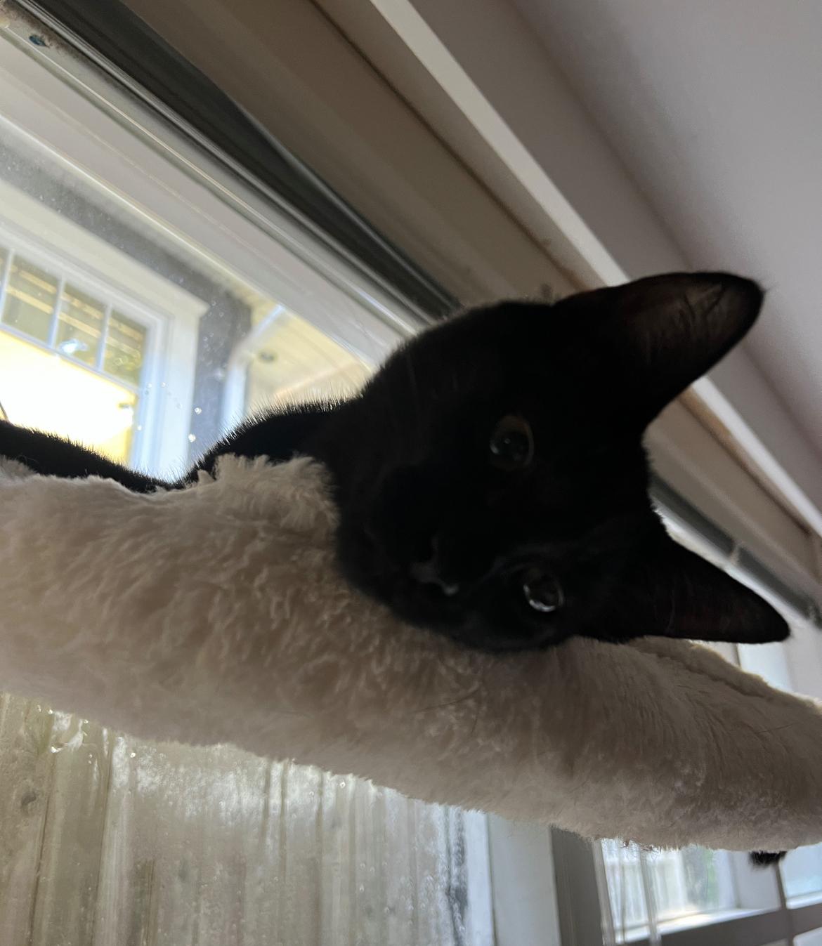 Enlarge Licorice - New Photos and Video*, an adopted Domestic Short Hair in Vancouver, BC image 5/6