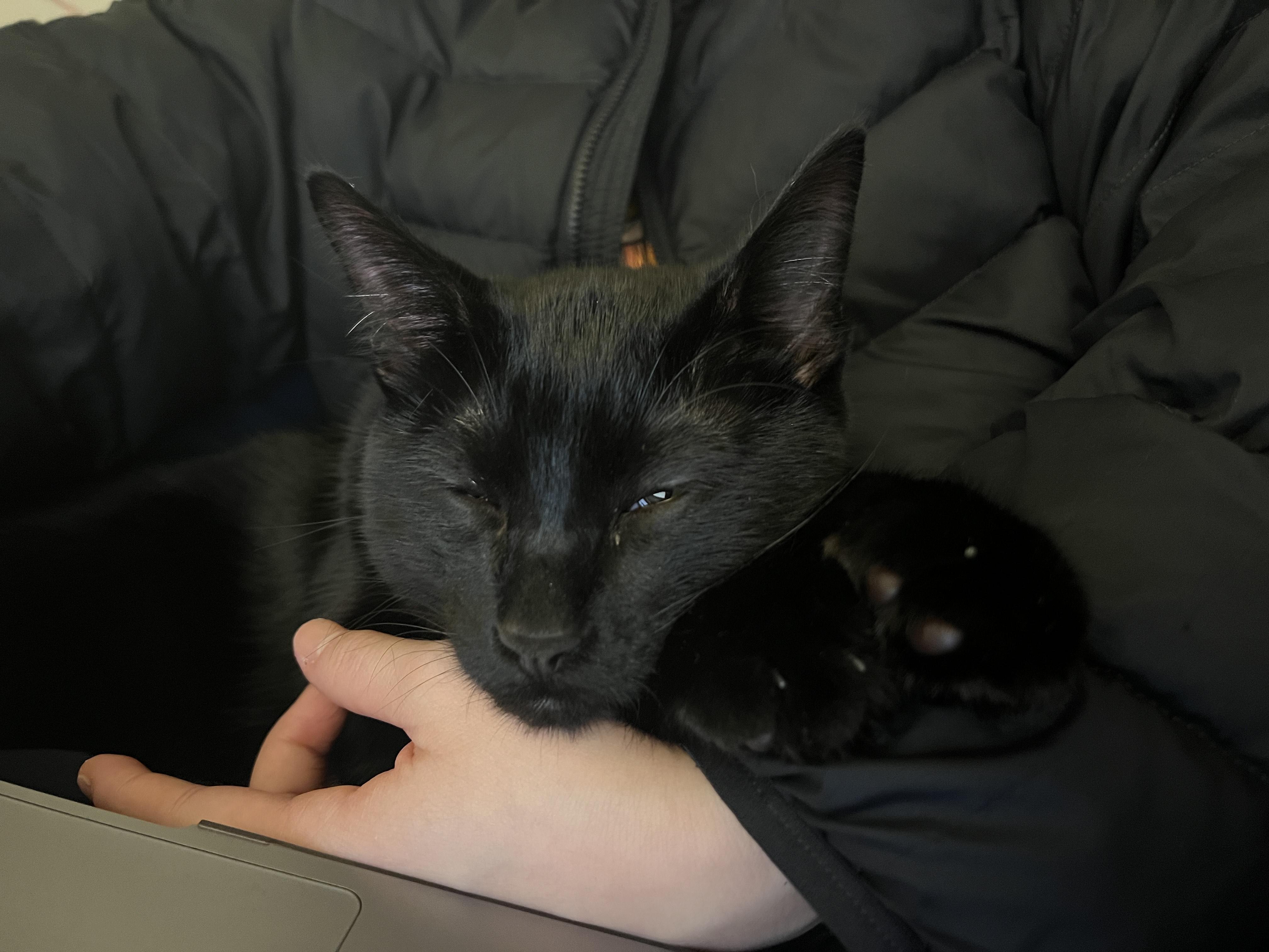 Enlarge Licorice - New Photos and Video*, an adopted Domestic Short Hair in Vancouver, BC image 2/6