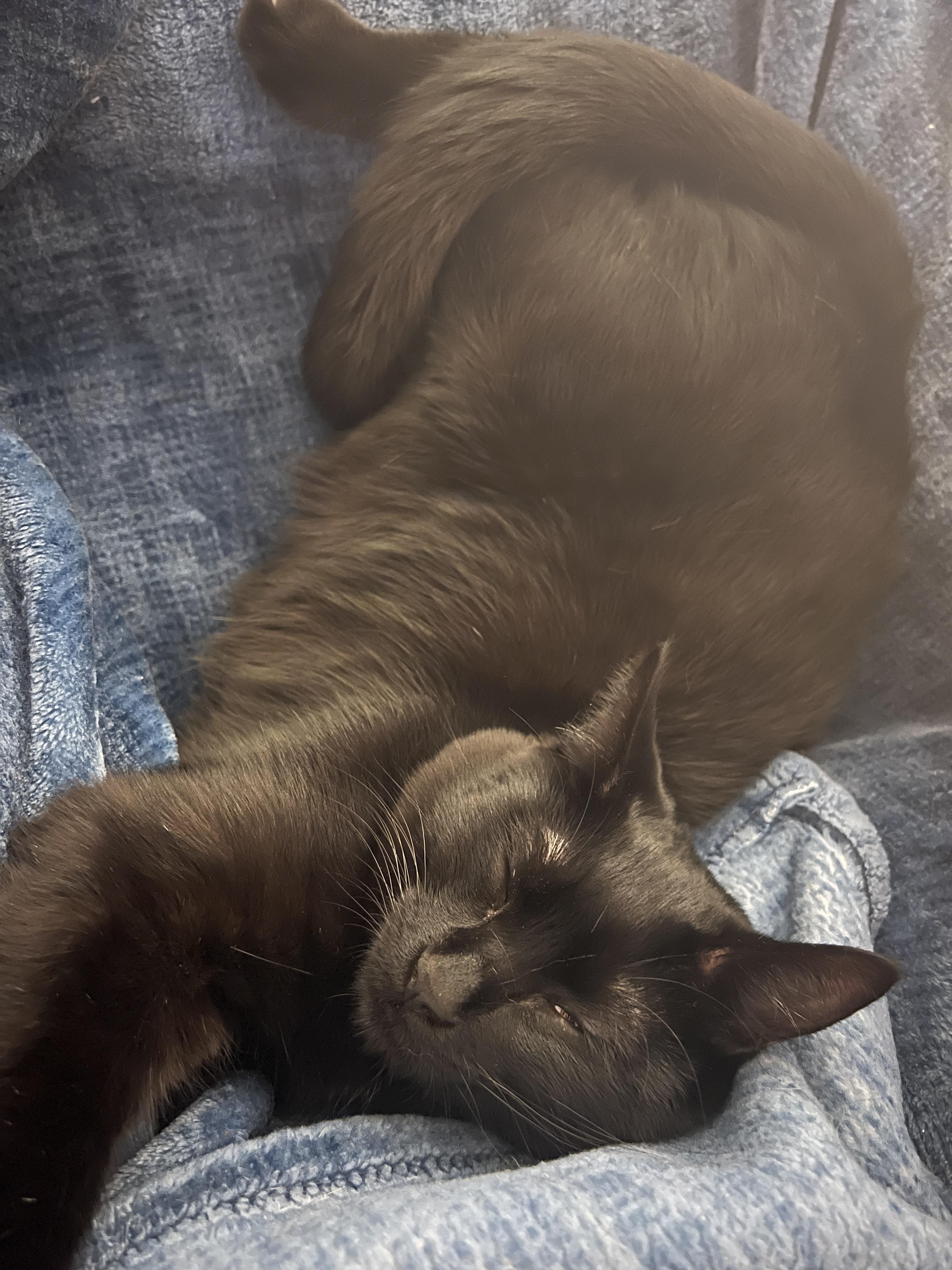 Enlarge Licorice - New Photos and Video*, an adopted Domestic Short Hair in Vancouver, BC image 3/6