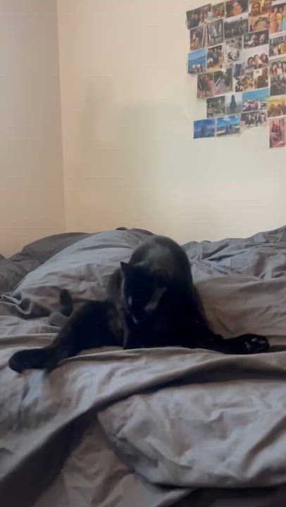 Enlarge Licorice - New Photos and Video*, an adopted Domestic Short Hair in Vancouver, BC video 4/6