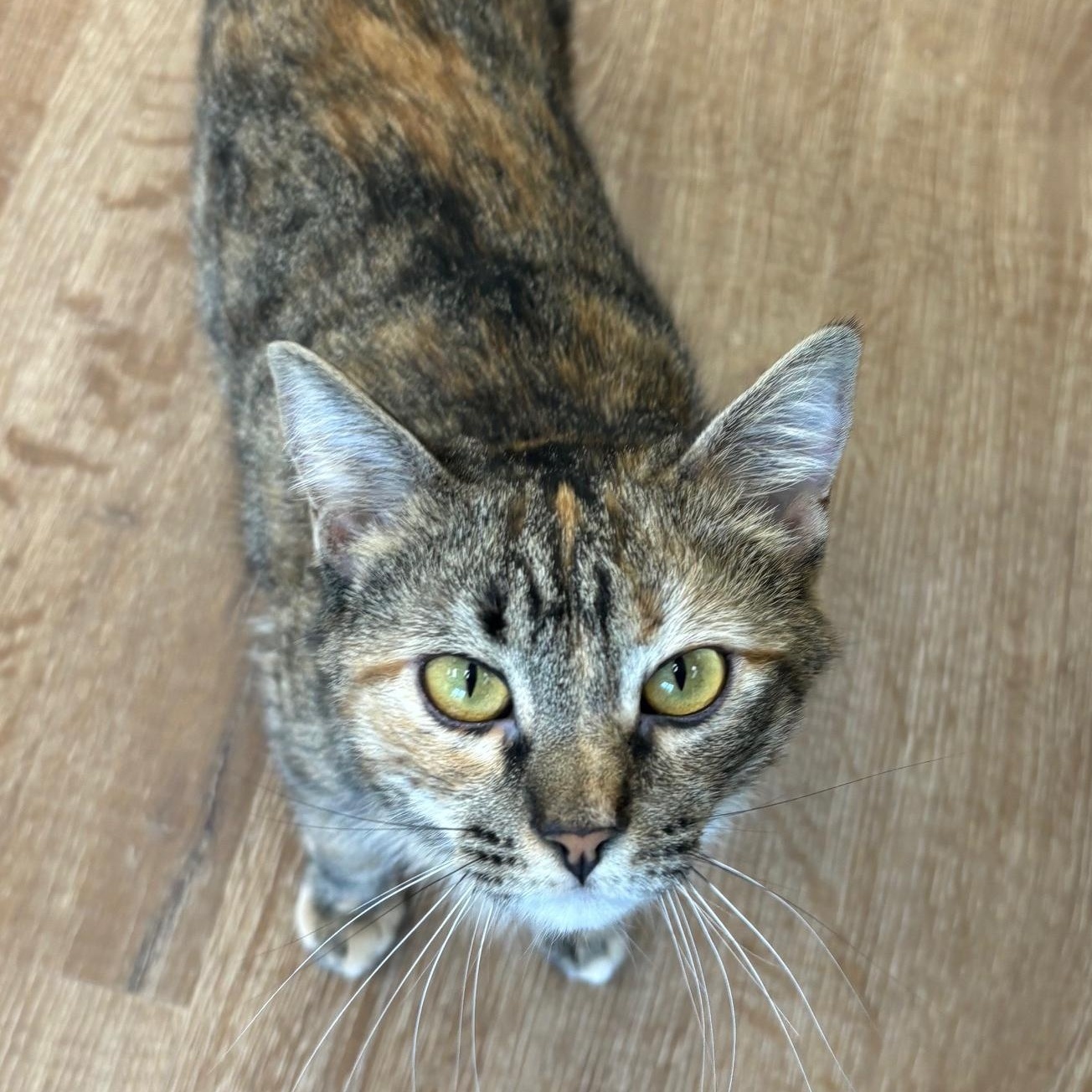 Imani, Adoptable, Adult Female Domestic Short Hair.