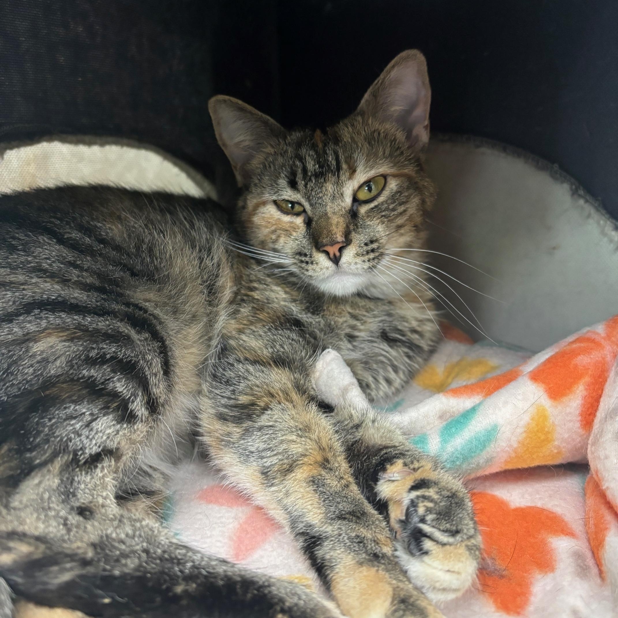 Imani, a Adoptable Domestic Short Hair in Dawsonville, GA image 2/2