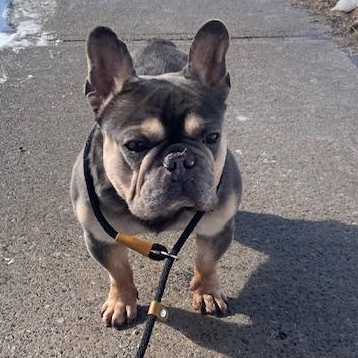 Tater Tot, an adopted French Bulldog in Scarborough, ON image 5/6