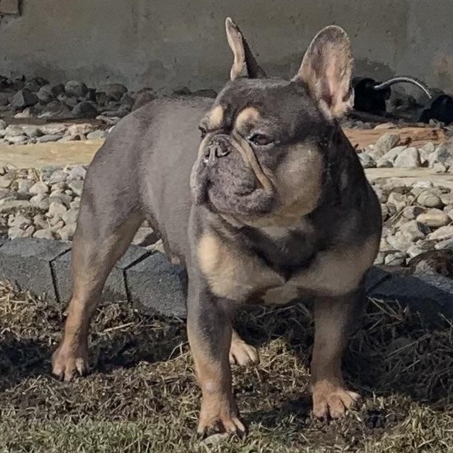 Tater Tot, adopted, Adult Male French Bulldog.
