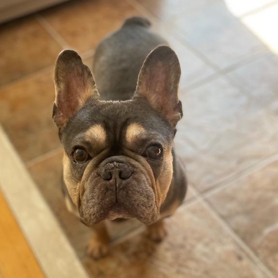 Tater Tot, an adopted French Bulldog in Scarborough, ON image 2/6