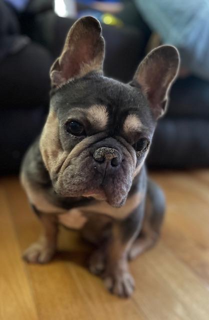 Tater Tot, an adopted French Bulldog in Scarborough, ON image 3/6