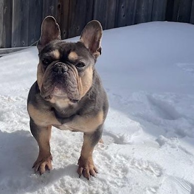 Tater Tot, an adopted French Bulldog in Scarborough, ON image 4/6
