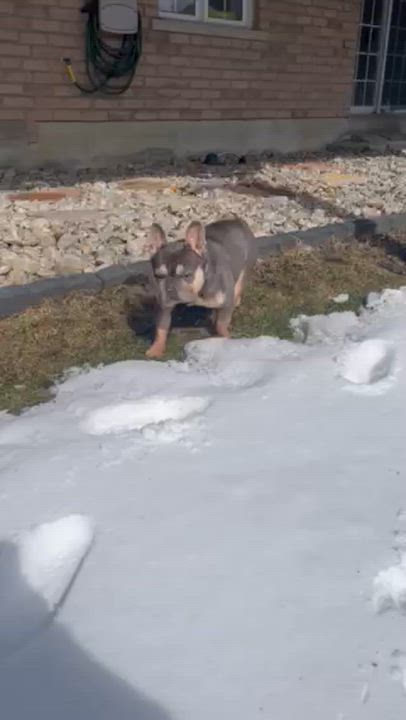 Enlarge Tater Tot, an adopted French Bulldog in Scarborough, ON video 6/6