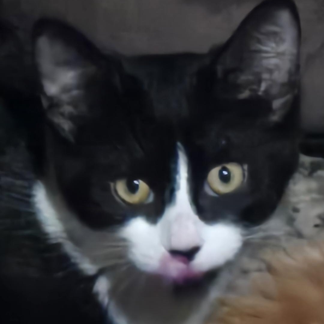 Enlarge Maude, a Adopted Domestic Short Hair in Beulah, MI image 1/1