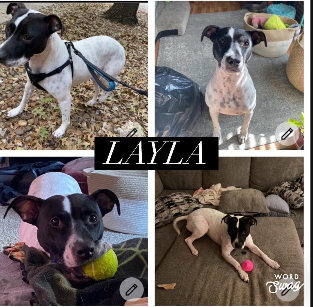 Enlarge Layla, a ADOPTABLE mixed breed in canyon lake, TX image 1/1