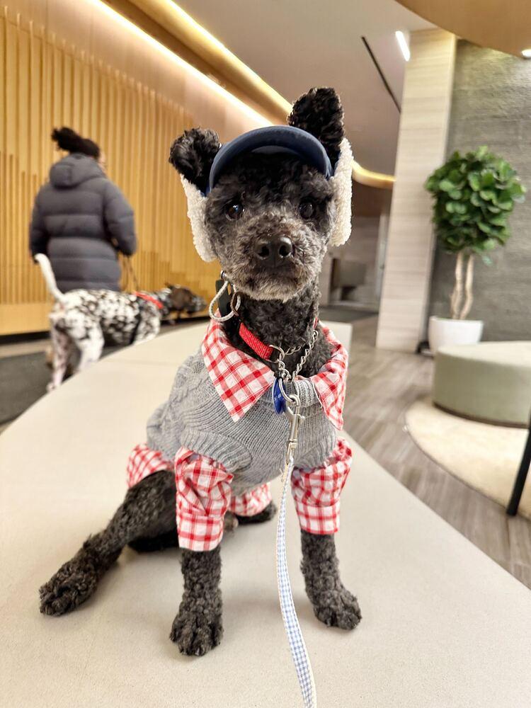 Enlarge Ginu, a Adoptable Poodle in Long Island City, NY image 1/6