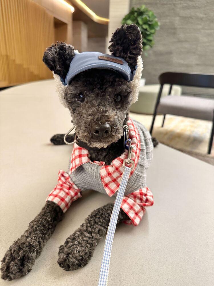 Enlarge Ginu, a Adoptable Poodle in Long Island City, NY image 2/6