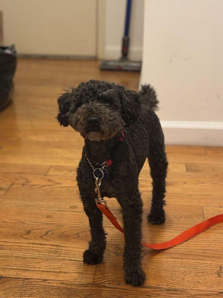 Ginu, Adoptable, Adult Male Poodle.