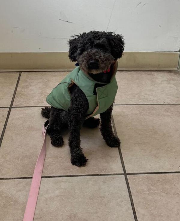 Enlarge Ginu, a Adoptable Poodle in Long Island City, NY image 2/6