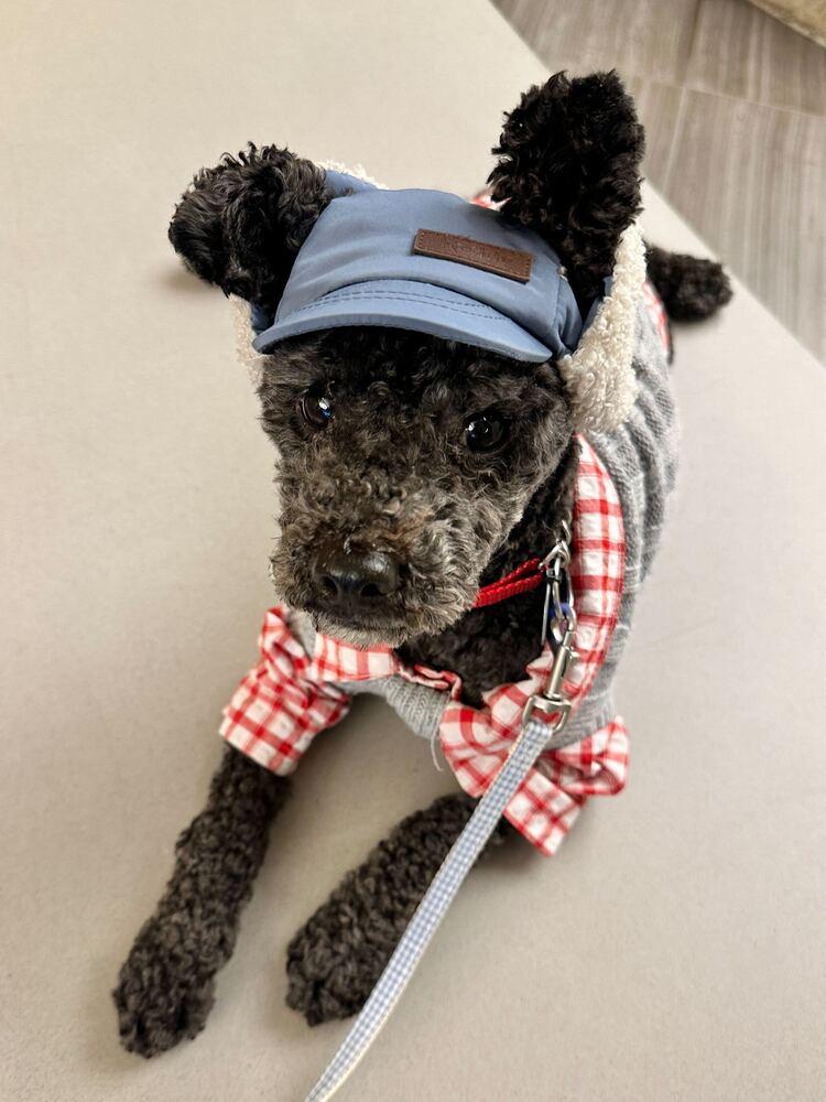 Enlarge Ginu, a Adoptable Poodle in Long Island City, NY image 4/6