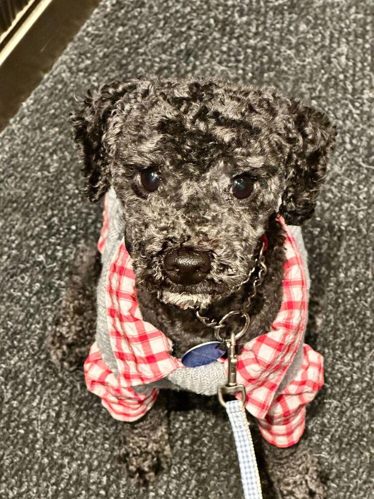 Enlarge Ginu, a Adoptable Poodle in Long Island City, NY image 5/6