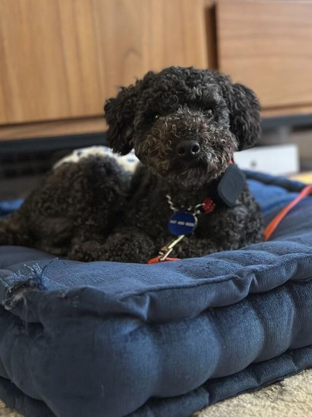Enlarge Ginu, a Adoptable Poodle in Long Island City, NY image 3/6