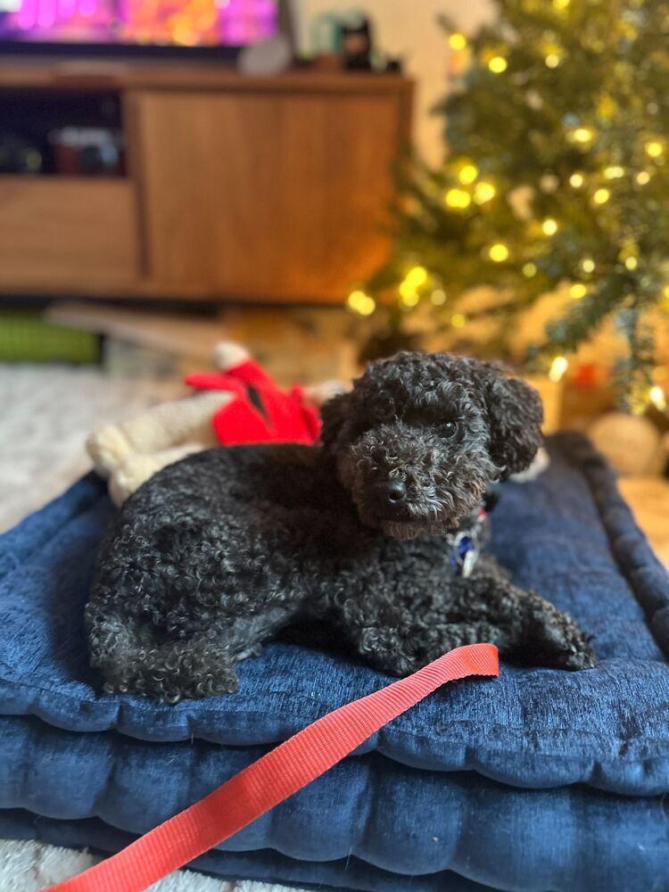 Enlarge Ginu, a Adoptable Poodle in Long Island City, NY image 4/6