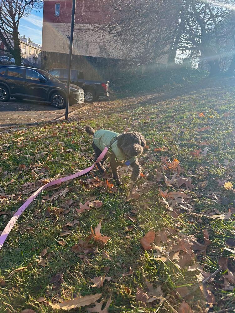 Enlarge Ginu, a Adoptable Poodle in Long Island City, NY image 5/6