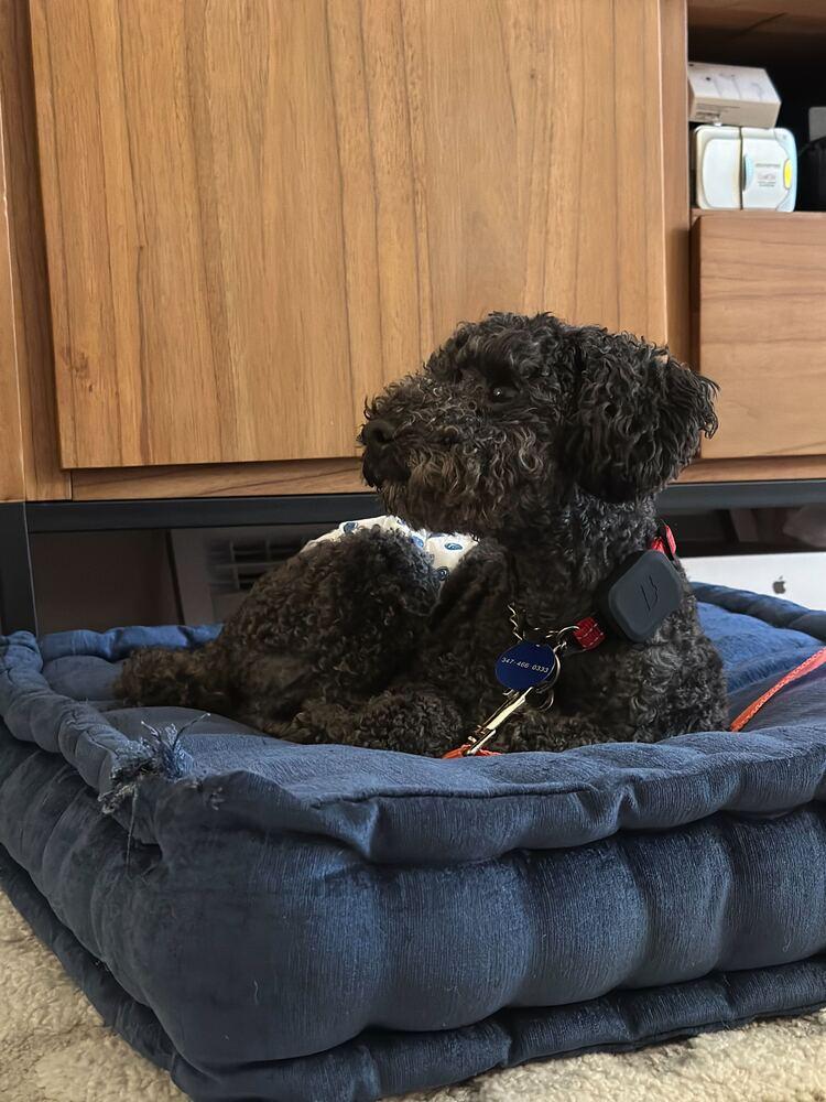 Enlarge Ginu, a Adoptable Poodle in Long Island City, NY image 6/6