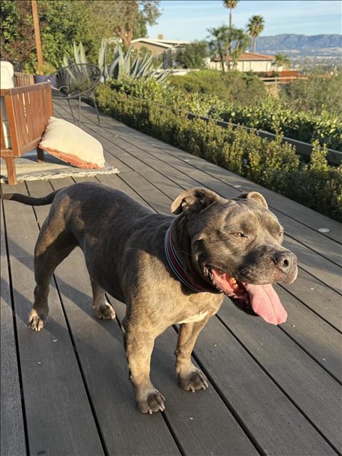 Enlarge RAISIN, a Adoptable mixed breed in Chatsworth, CA image 1/1