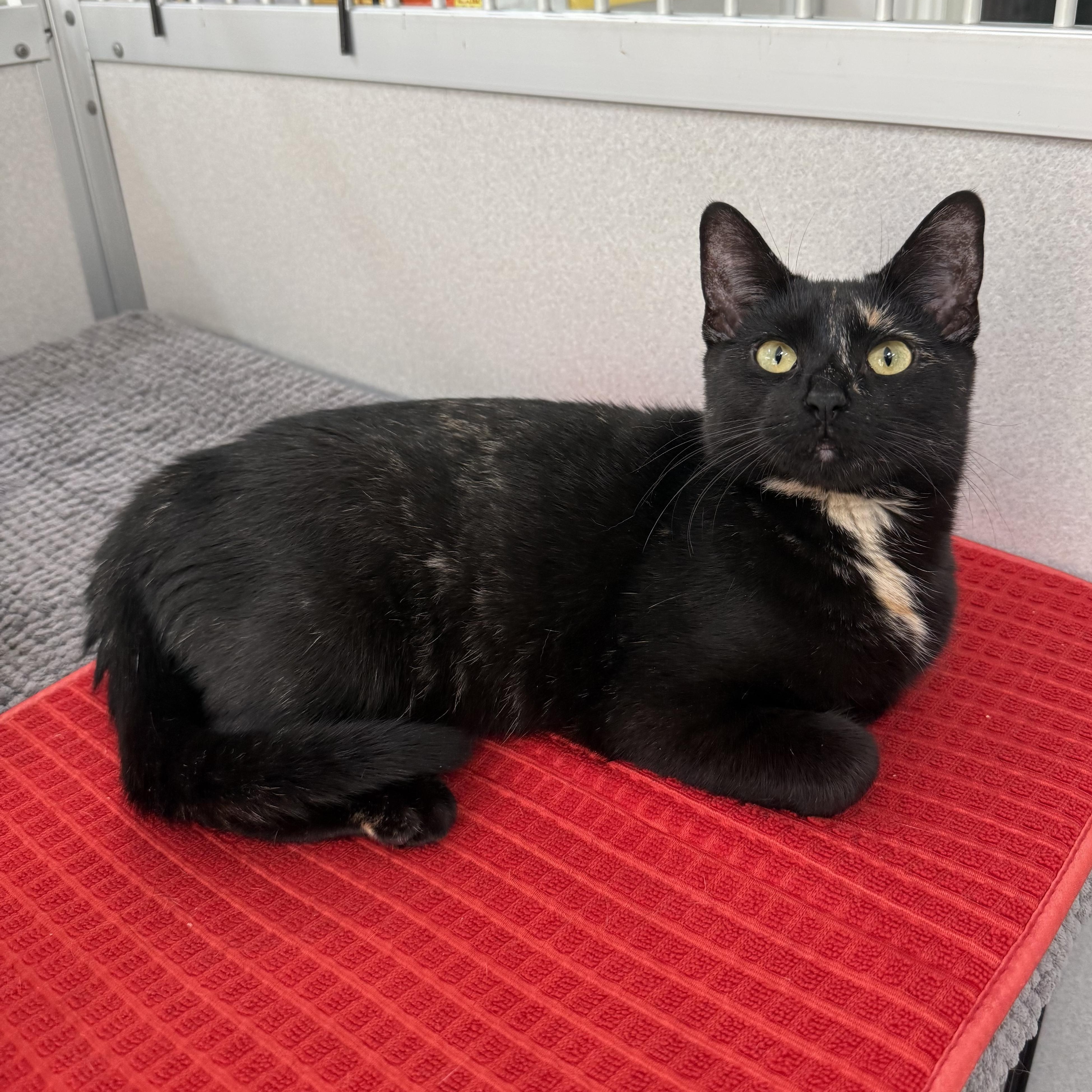 Lillian, Adoptable, Kitten Female Domestic Short Hair.