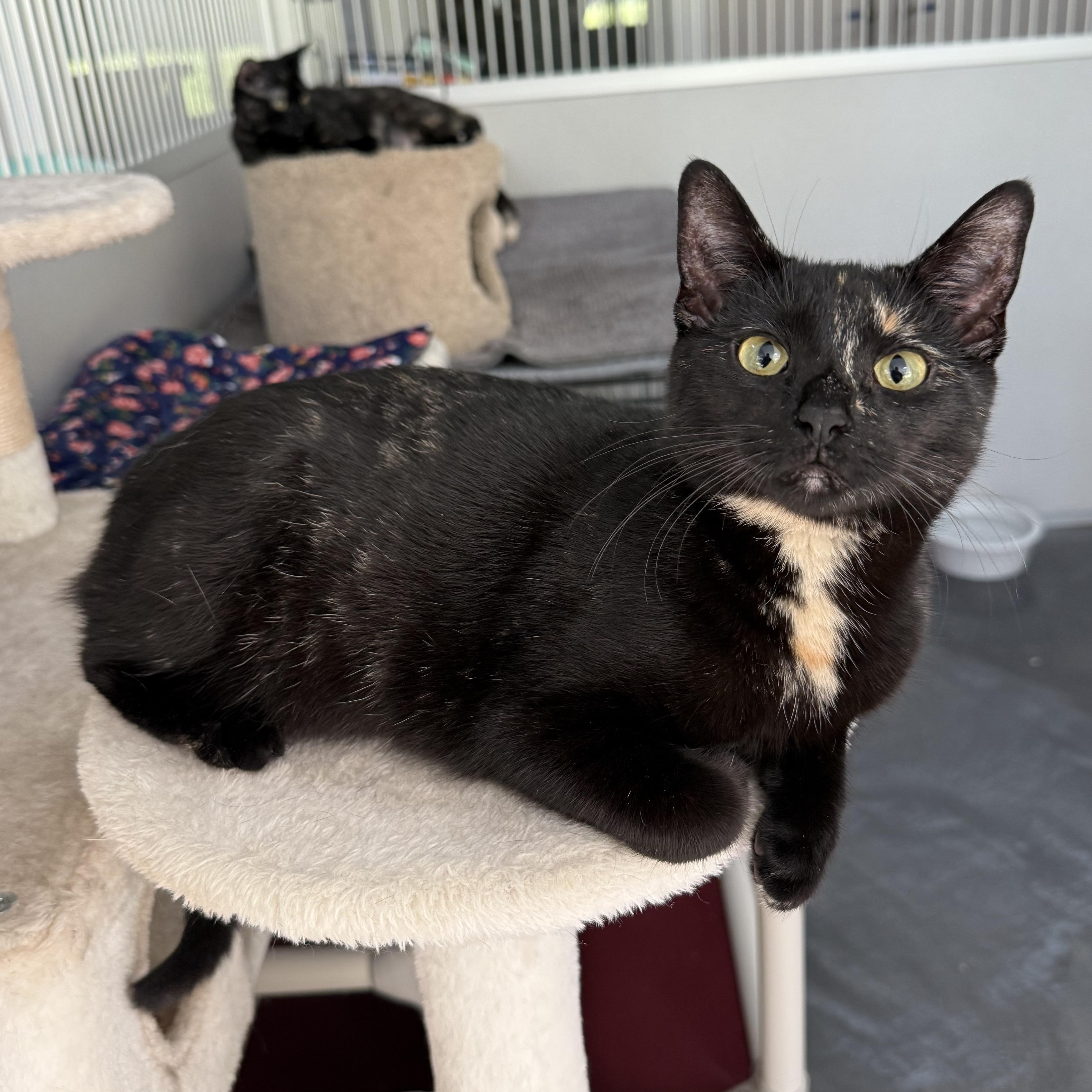 Enlarge Lillian, a Adoptable mixed breed in West Milford, NJ image 4/5