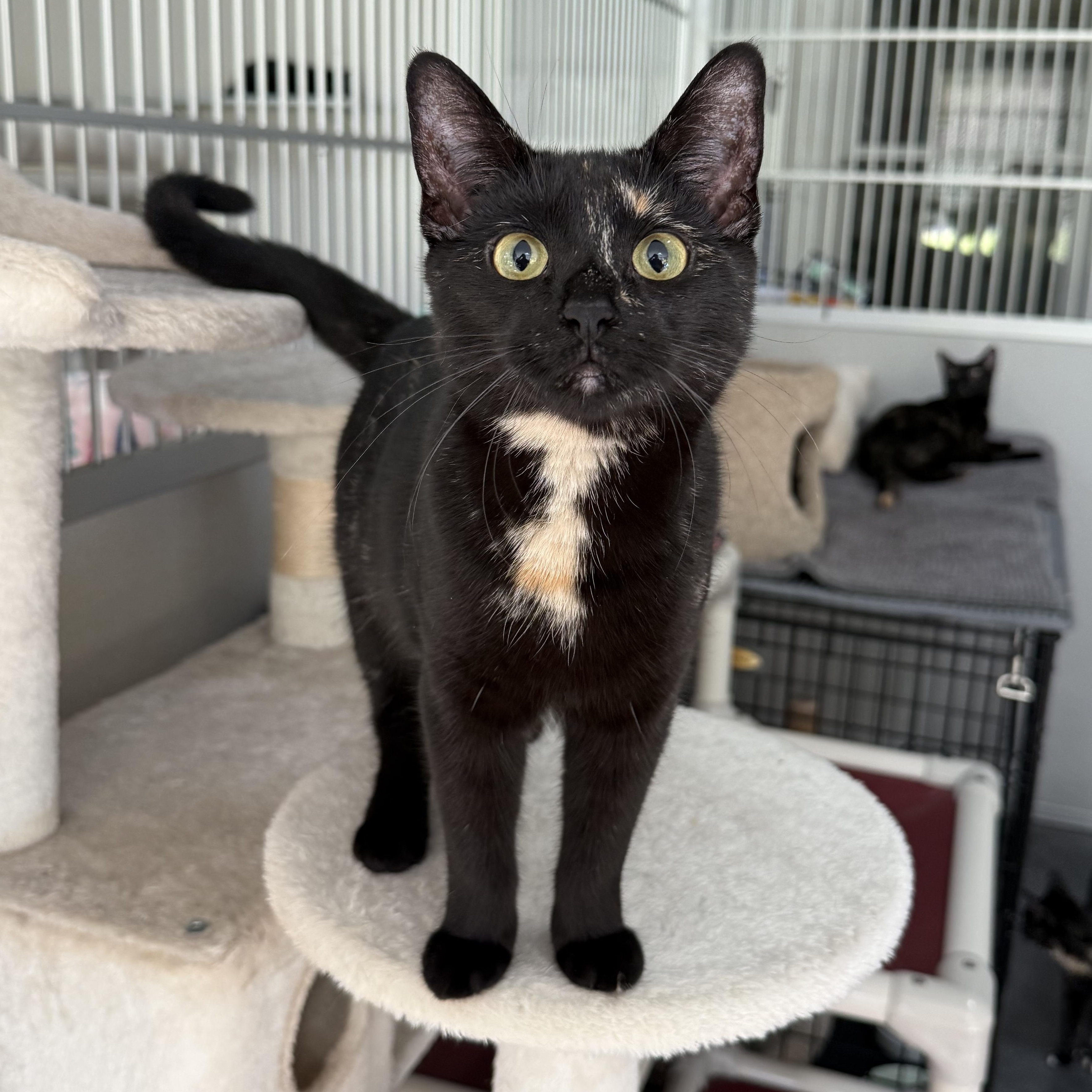 Enlarge Lillian, a Adoptable mixed breed in West Milford, NJ image 2/5