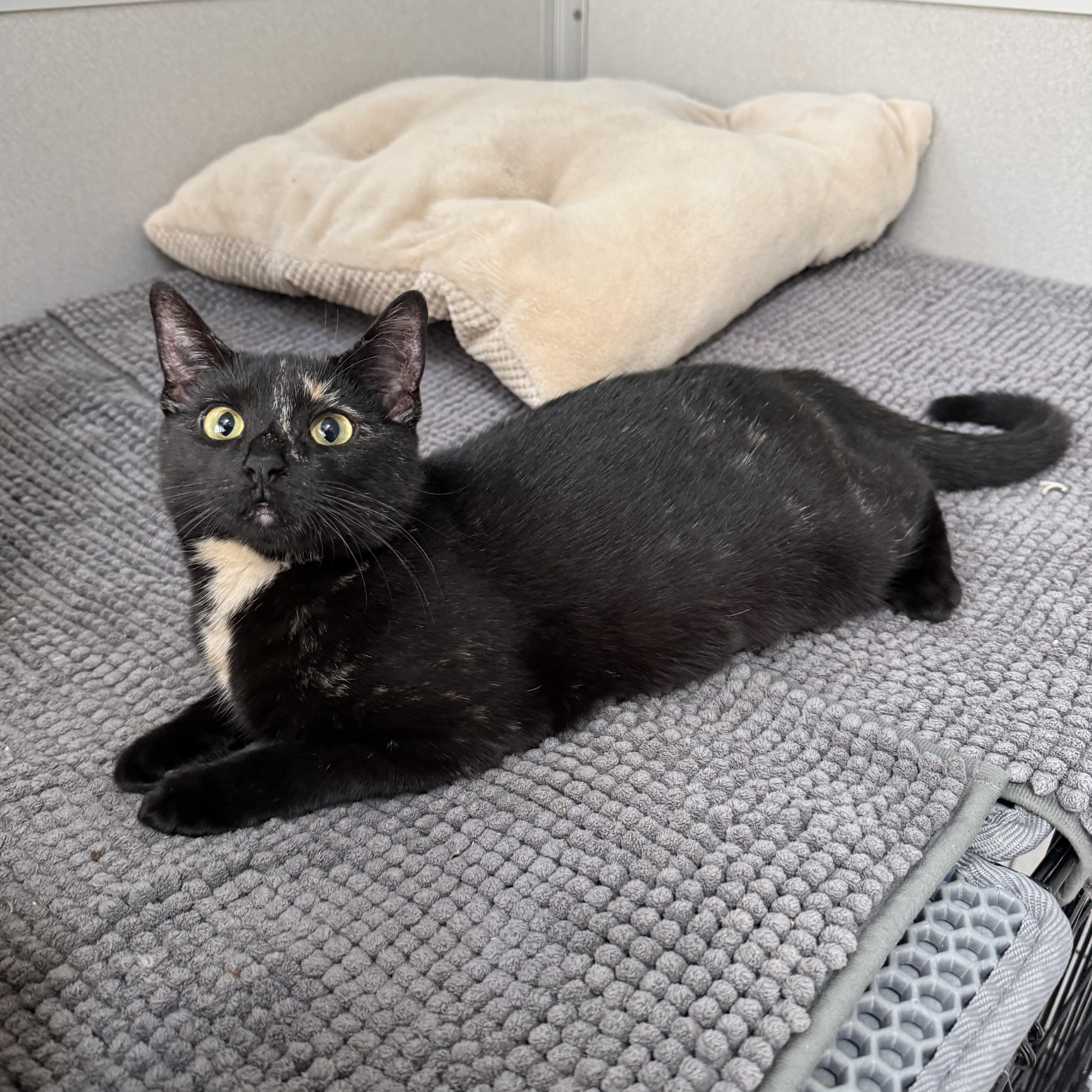 Enlarge Lillian, a Adoptable mixed breed in West Milford, NJ image 5/5
