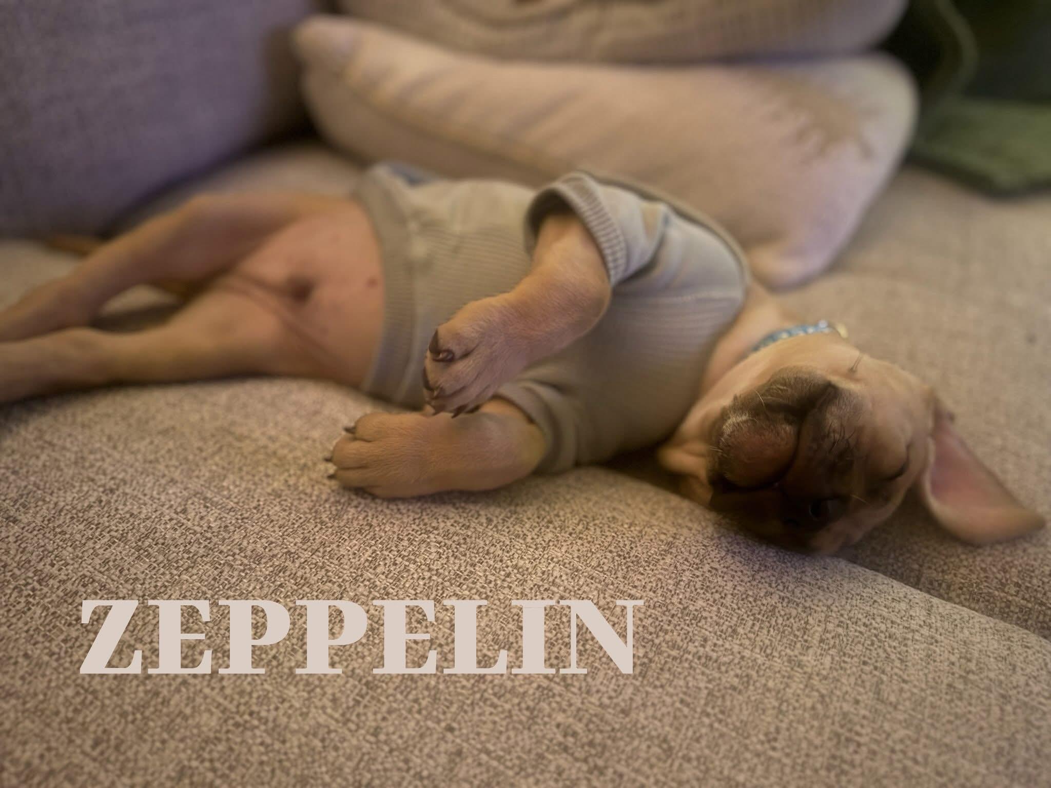 Zeppelin, ADOPTABLE, Young Male Redbone Coonhound & American Bulldog.