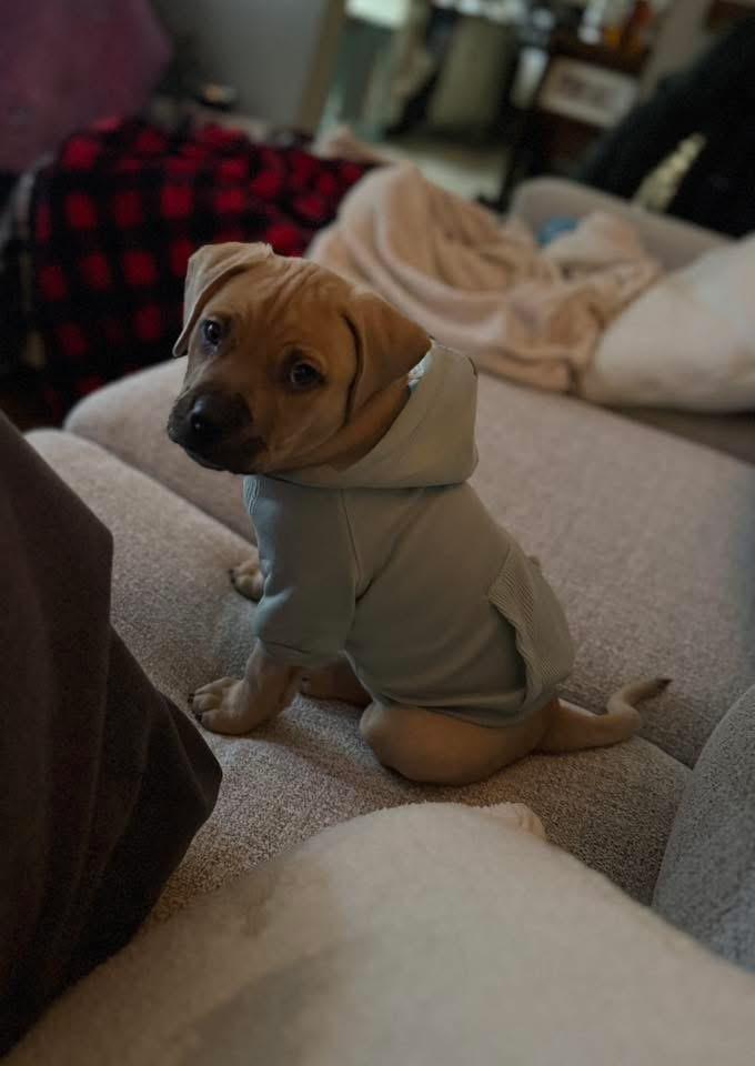 Enlarge Zeppelin, a ADOPTABLE mixed breed in Algonquin, IL image 2/2