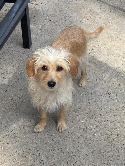 Aggie, a ADOPTABLE mixed breed in Spring, TX image 2/2