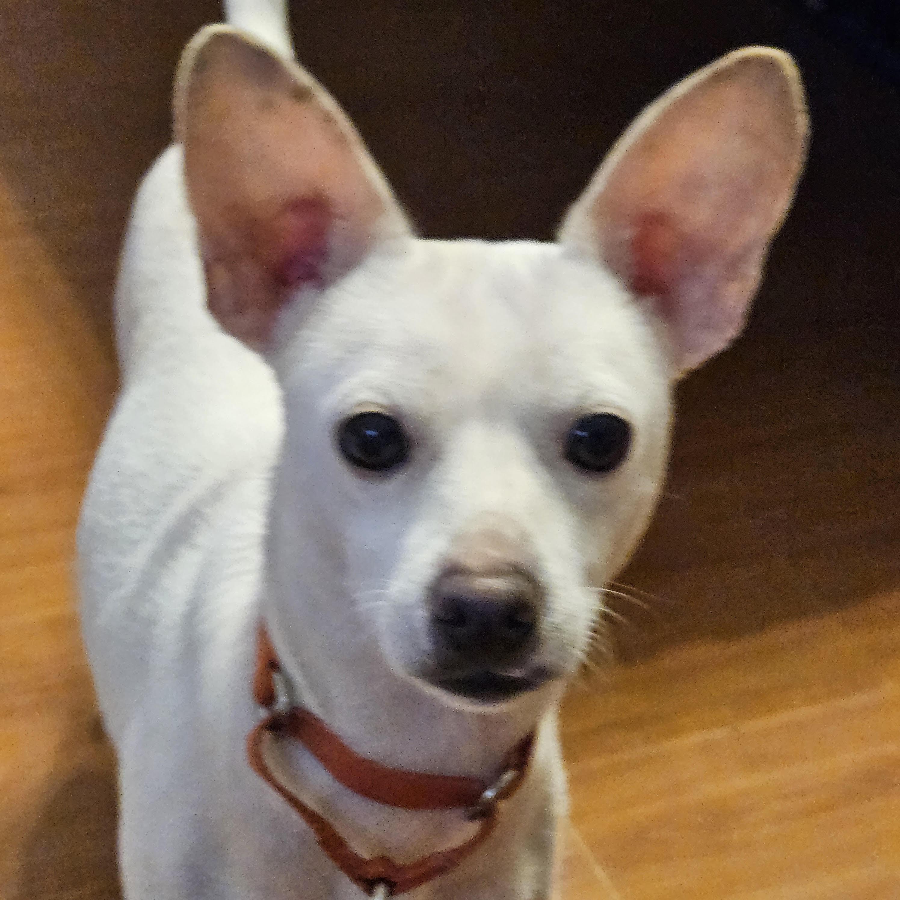 Enlarge Dumbow, a Adoptable mixed breed in Cumming, GA image 4/6