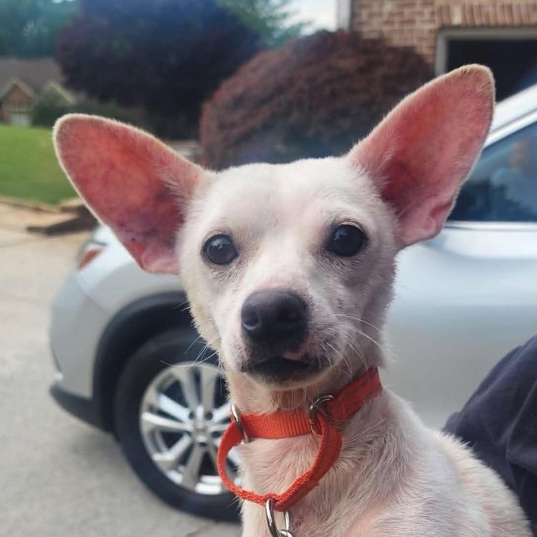 Enlarge Dumbow, a ADOPTABLE mixed breed in Cumming, GA image 1/1
