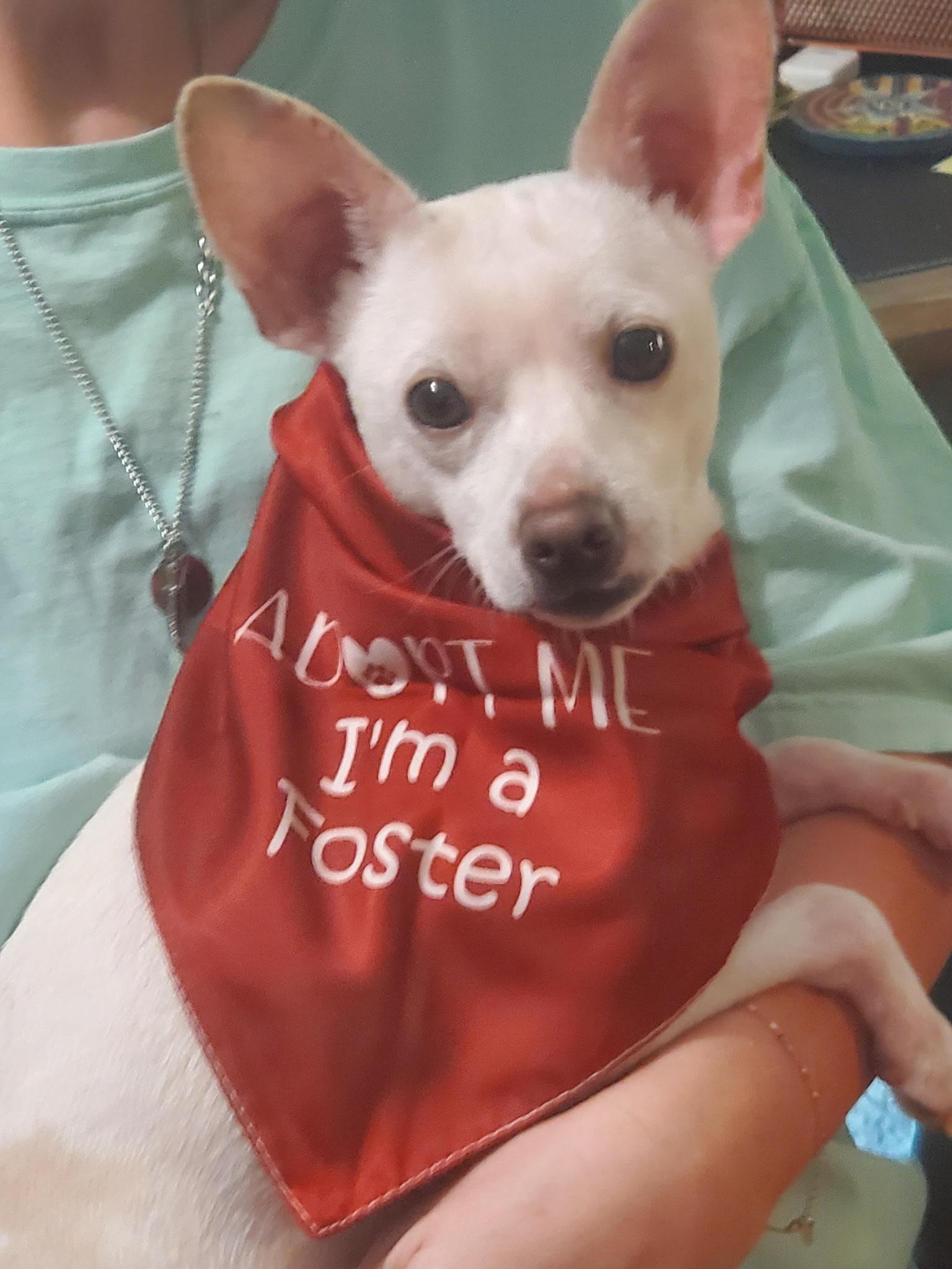 Enlarge Dumbow, a Adoptable mixed breed in Cumming, GA image 3/6