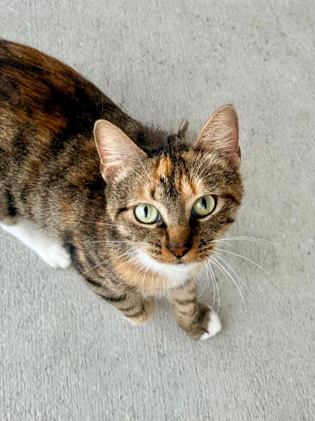 Aileen, a ADOPTABLE Domestic Short Hair in Winter Haven, FL image 2/4
