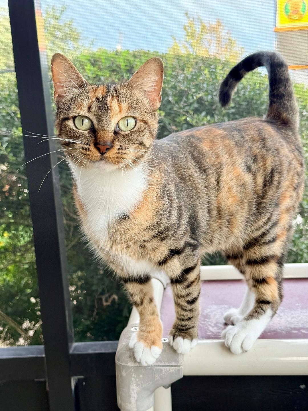 Aileen, a ADOPTABLE Domestic Short Hair in Winter Haven, FL image 1/4