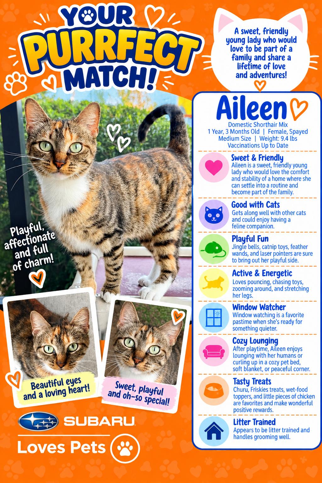 Aileen, Adoptable, Adult Female Domestic Short Hair.