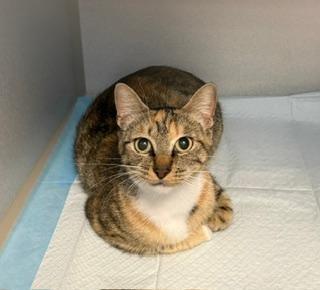 Aileen, a ADOPTABLE Domestic Short Hair in Winter Haven, FL image 4/4