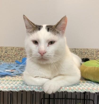 Augustus Maywho, Adoptable, Adult Male Domestic Short Hair & Domestic Short Hair.