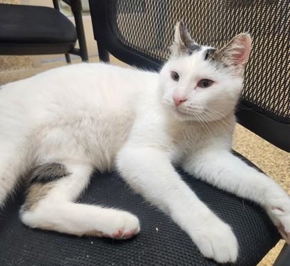 Augustus Maywho, a Adoptable Domestic Short Hair in Merriam, KS image 2/3