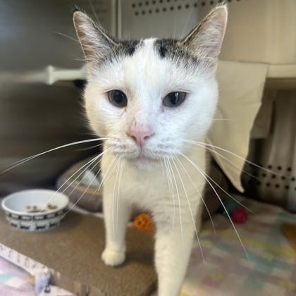 Augustus Maywho, a Adoptable Domestic Short Hair in Merriam, KS image 3/3