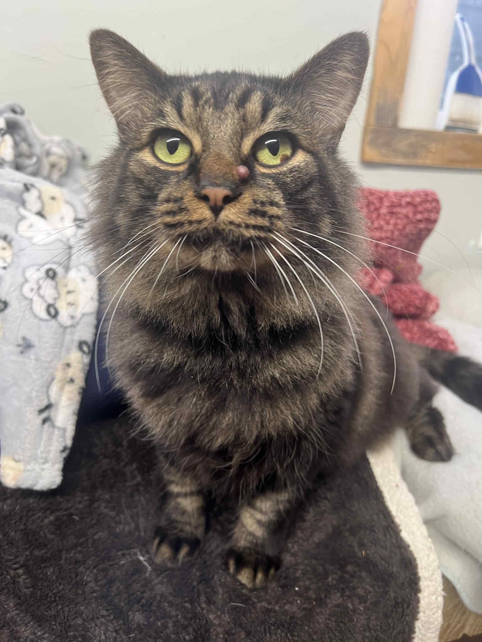 Enlarge Canyon, a Adoptable mixed breed in Anderson, IN image 2/2