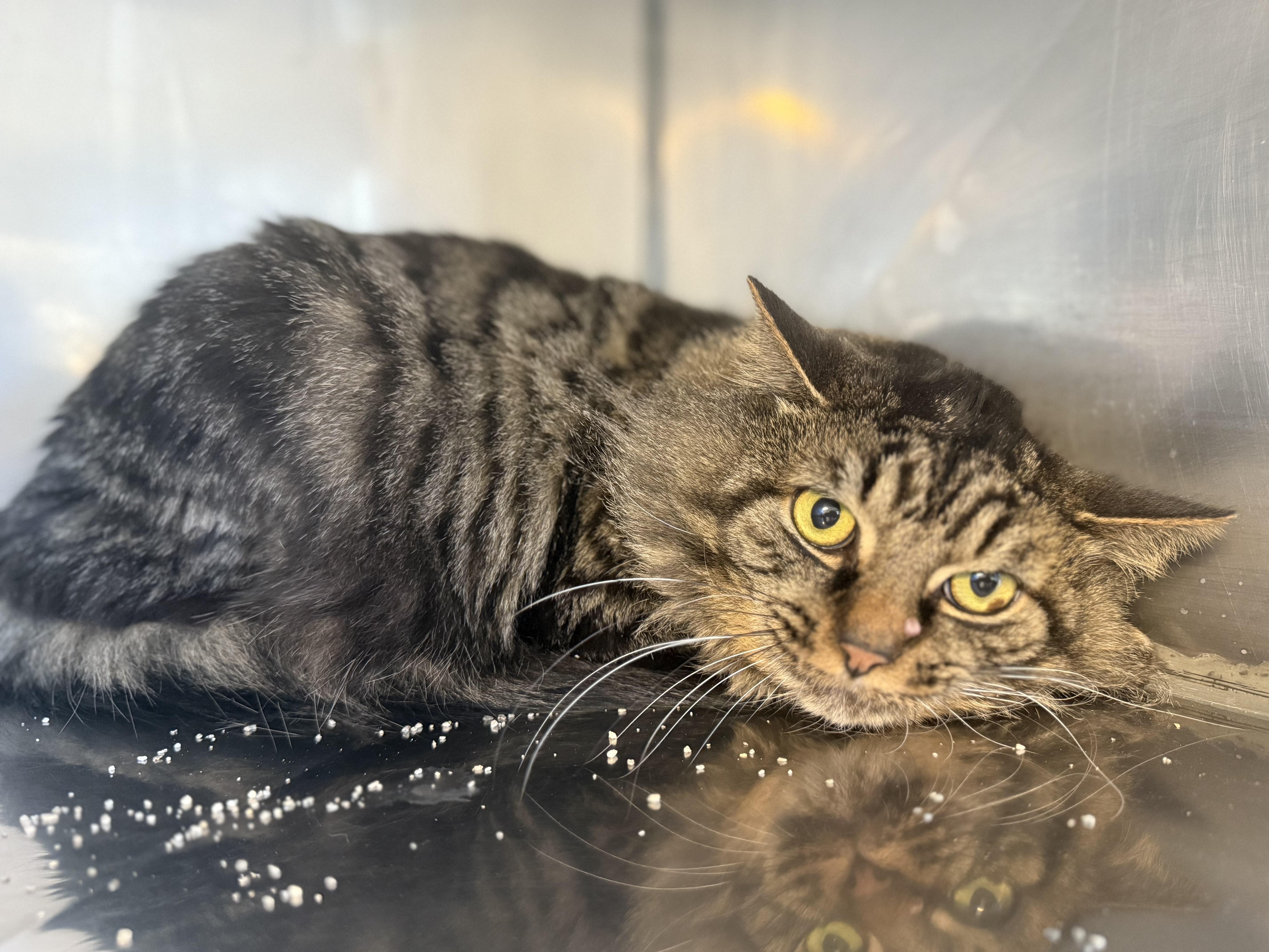 Canyon, an adoptable Domestic Medium Hair Mix in Anderson, IN_image-1